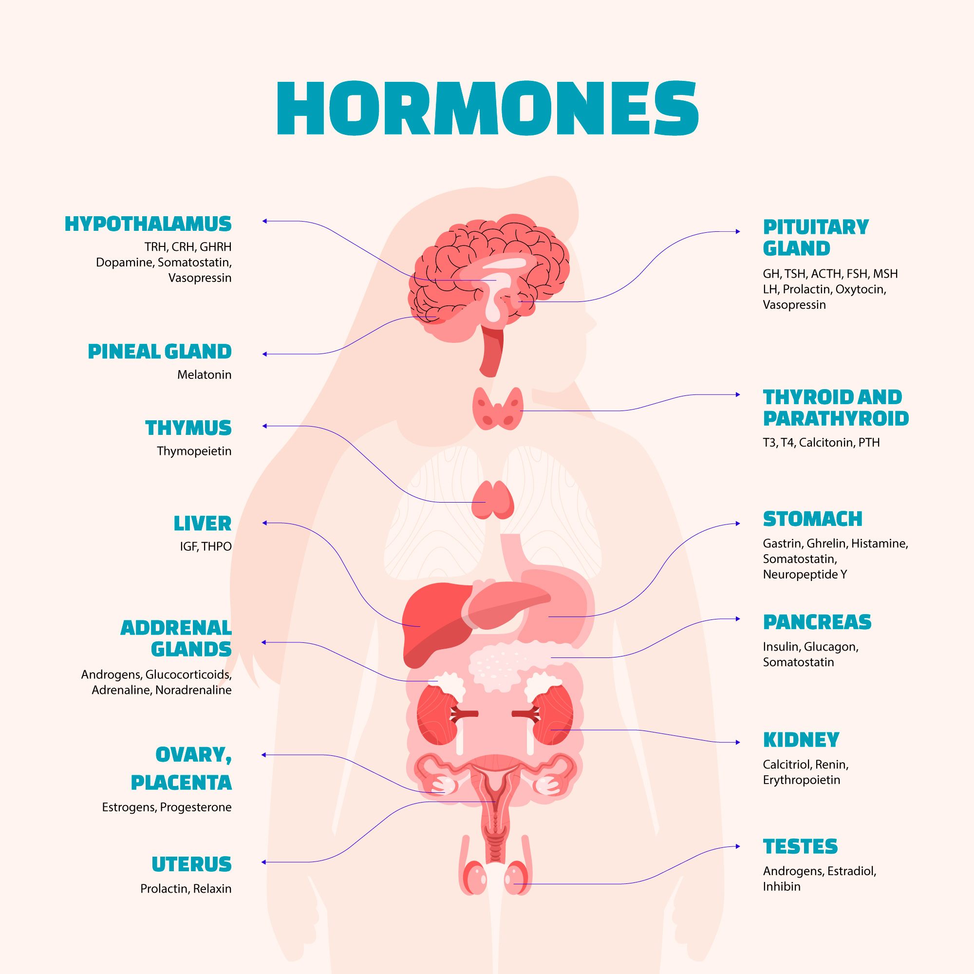 Endocrine system quiz