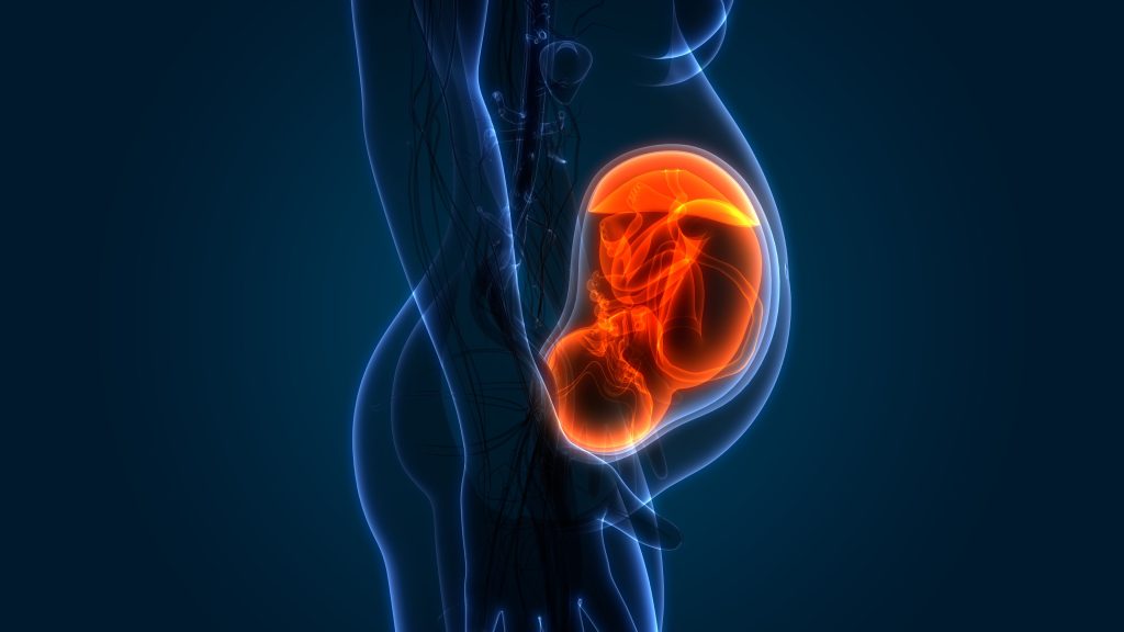 maternal anatomy quiz
