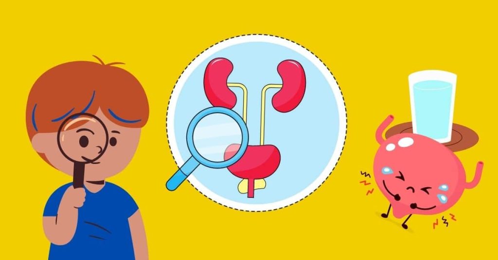 Assessment of kidney and urinary tract function