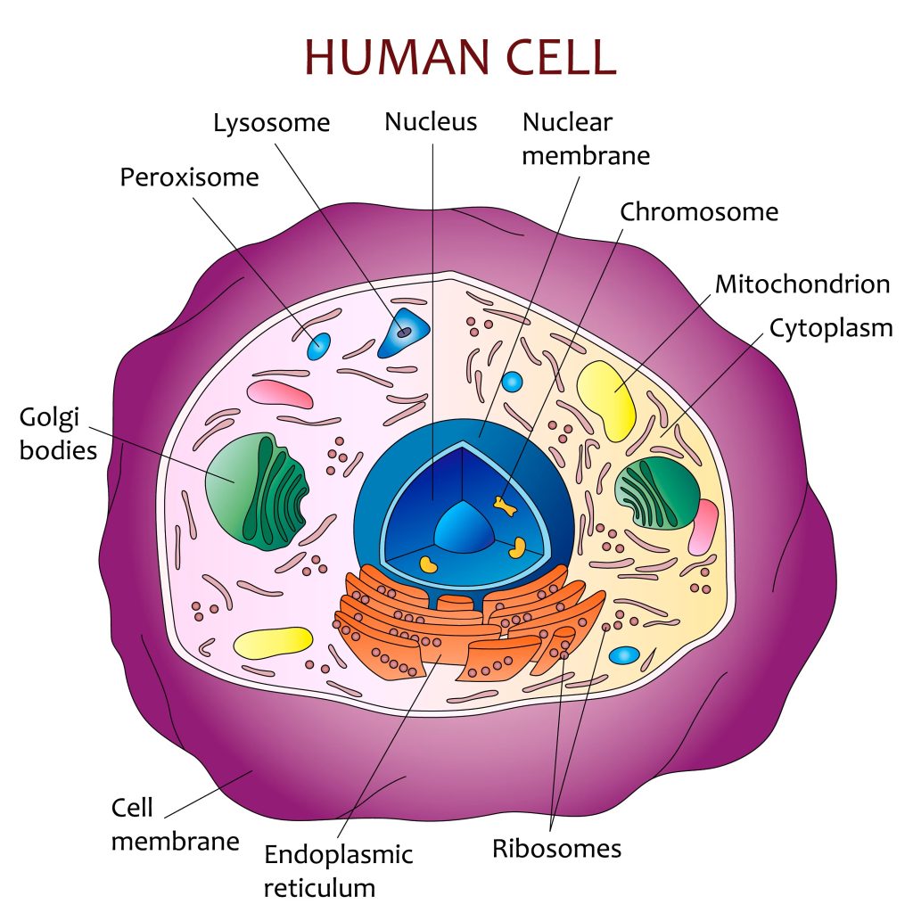 Cell Quizzes