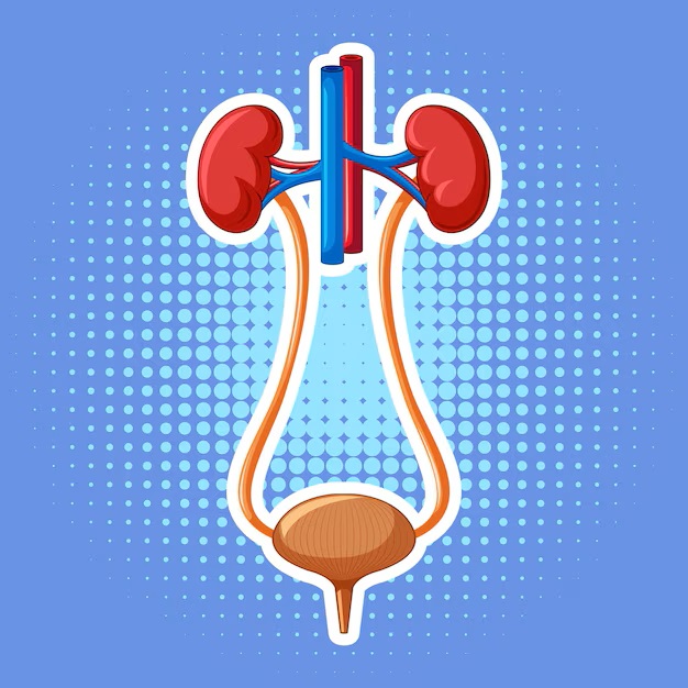 Urinary System Quiz