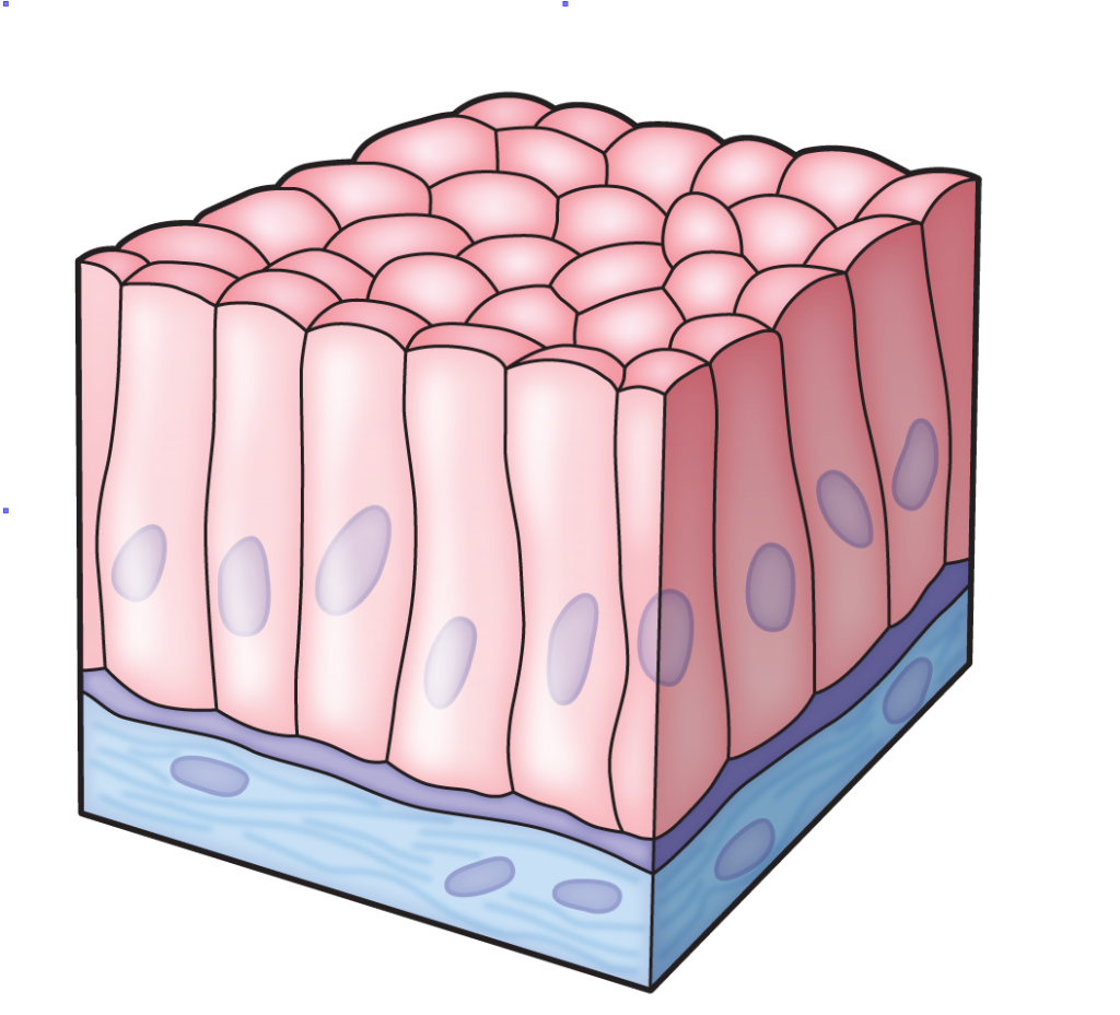 Tissue Quiz