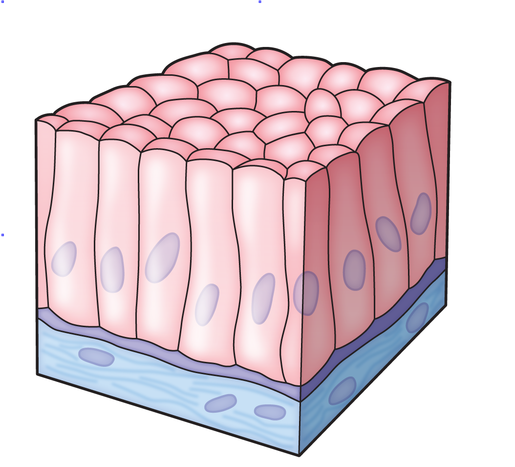Tissue Quiz